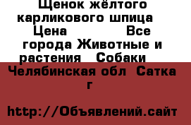 Щенок жёлтого карликового шпица  › Цена ­ 50 000 - Все города Животные и растения » Собаки   . Челябинская обл.,Сатка г.